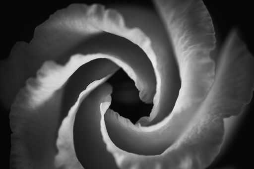 Black and white macro photograph of a rose with petals in a minimalist spiral