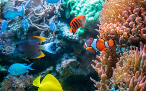 The yellow tang Clown fish Ctenochaetus tominiensis Flame angelfish Blue malawi cichlids swimming