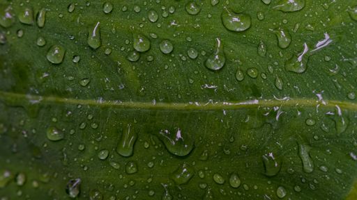 A close-up of a wet green leaf with droplets in Malaysia in a tropical forest