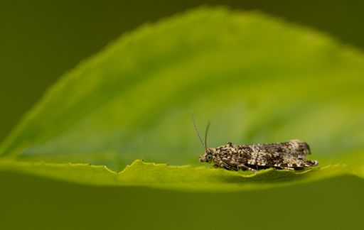 A Carpet moth perched on leaf during daylight hours