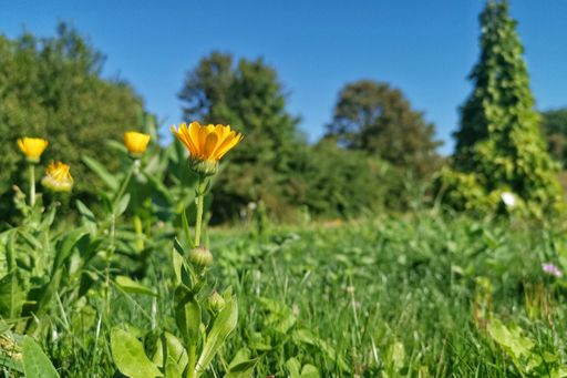 A closeup of blooming yellow woodland sunflowers, aka rough sunflowers, in a rich vibrant green field