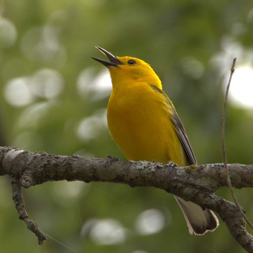 A Prothonotary Warbler perched on a tree branch in Texas.