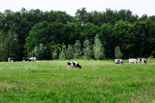 Green grassland pasture with friesian cows contently grazing next to the woods in Achterhoek, the Netherlands