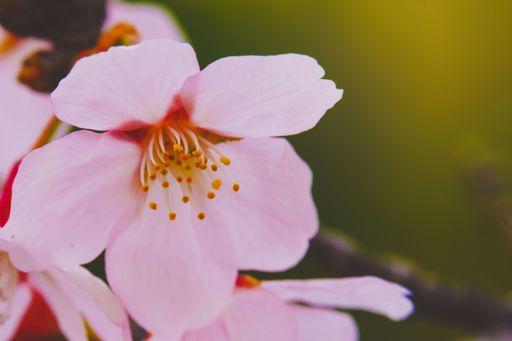 A selective focus shot of the beautiful cherry blossoms captured in Seoul, South Korea