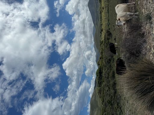 The cows grazing freely in the countryside of Bout du Cap Nord, Corsica