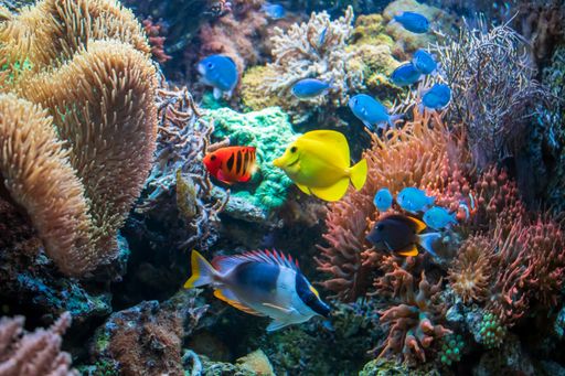 The yellow tan Ctenochaetus tominiensis Flame angelfish Blue Malawi cichlids and Magnificent rabbitfish