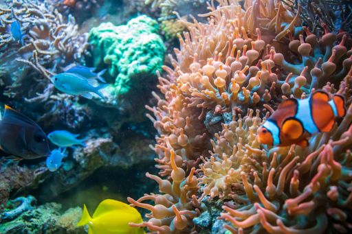 The yellow tang Clownfish Ctenochaetus tominiensis and Blue malawi cichlids