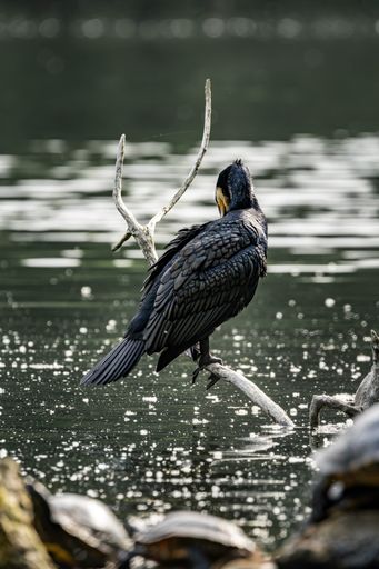 A great cormorant perched on a tree branch near the body of water