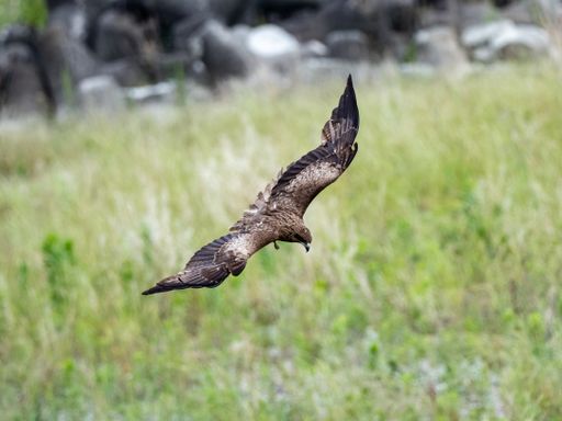 A black-eared kite flying over a green field