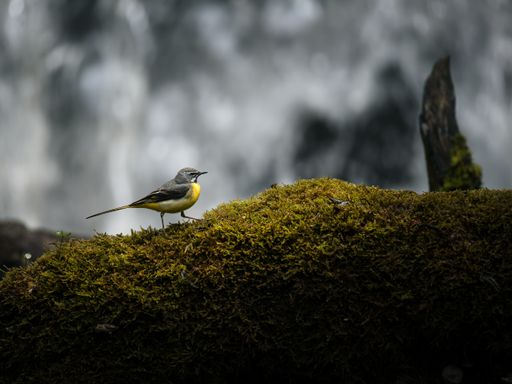 A tiny bird perched on mossy rocks near a waterfall
