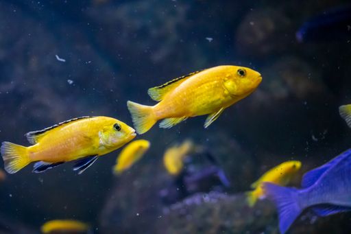 The Hummingbird cichlid swimming in the water