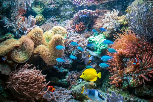 The different colorful fishes yellow tang Clownfish Ctenochaetus tominiensis Flame angelfish and Blue Malawi cichlids