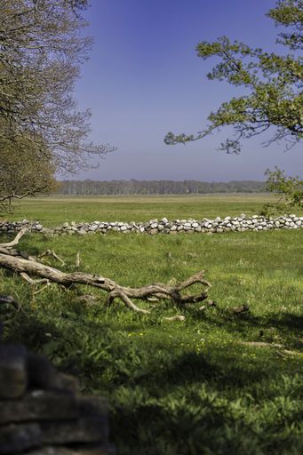 A scenic view of a lush green landscape in Sweden near the Baltic Sea on a sunny day