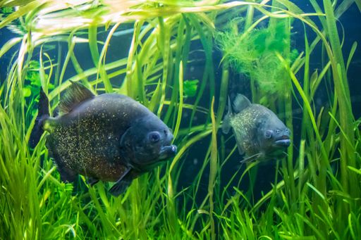 A closeup shot of Roter Piranha swimming in the water