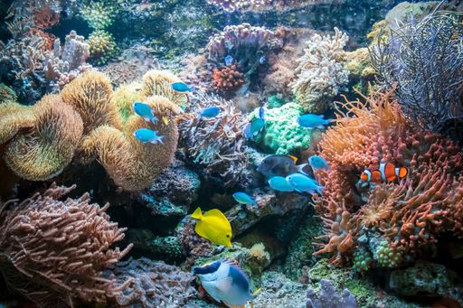 The different colorful fishes yellow tang Clownfish Ctenochaetus tominiensis Flame angelfish and Blue Malawi cichlids
