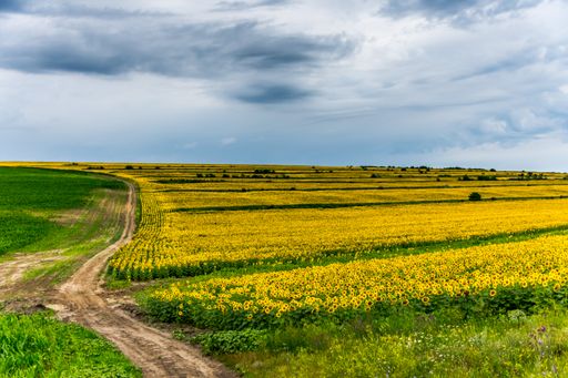 A scenic view of a lush yellow field on a cloudy day