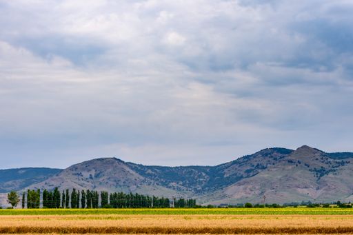 A scenic view of a lush yellow field on a cloudy day