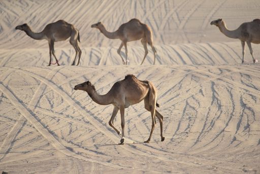 A group of camels walking in arid desert field