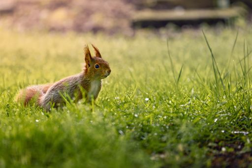 A squirrel in tall grass near a bench outdoors