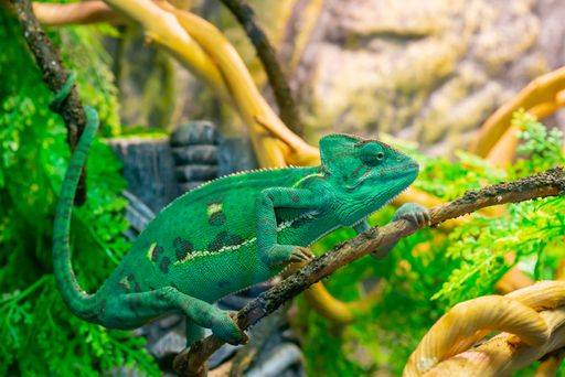 A selective focus shot of a young green chameleon on a branch