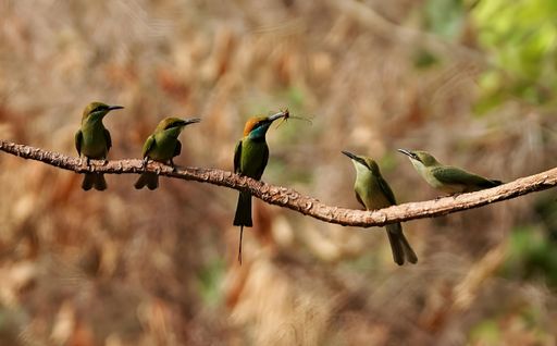 A flock of green bee-eaters (Merops orientalis) on a branch catching dragonfly