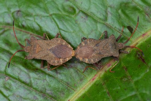 Close-up of a male and female Dock bug, on a leaf