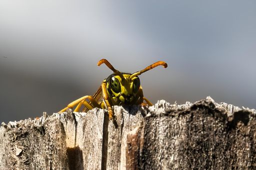 A close-up of a yellow and black wasp perched on a wooden surface