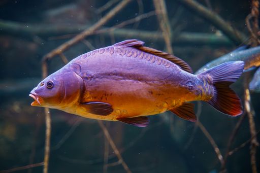 A big fish swims in a small tank with rocks and leaves