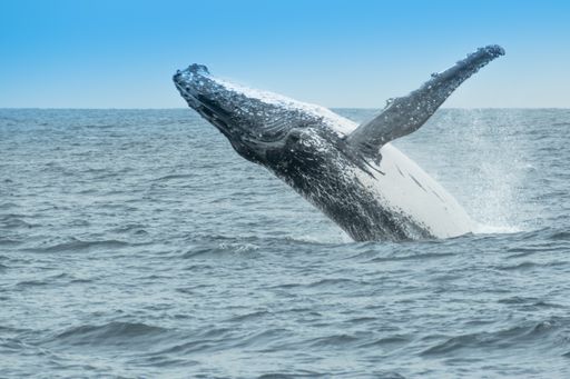 A closeup of a beaching humpback whale at sea