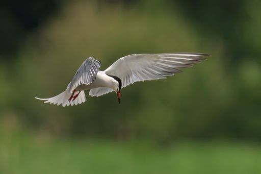 A common tern flying close to the ground over a lush green field in daylight