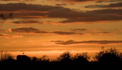 In the serene golden hour, a solitary bird perches on a hedge, framed by the ethereal glow and darkening clouds