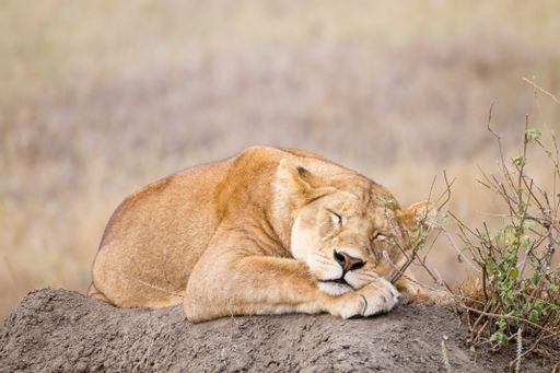 A lion cub sleeping peacefully on a rock, resting its head on the surface in Serengeti National Park