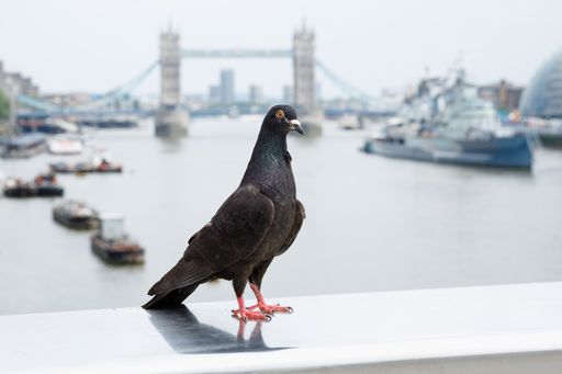 A black Pigeon perching on a concrete surface with Tower Bridge in the background