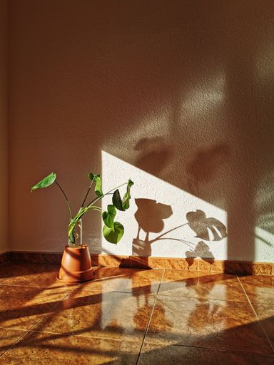 The green Monstera tropical leaves with sunlight in the empty room