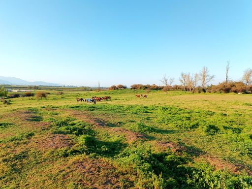 The Horses grazing in a large field on a sunny day under the clear blue sky