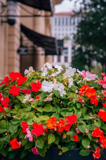 A vertical shot of vibrant flowers in a pot outdoors