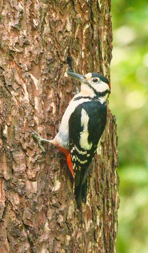 A Great Spotted Woodpecker scaling a tree in its natural habitat.