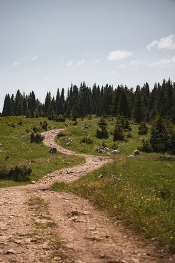 A meandering dirt path through lush greenery flanked by towering evergreens