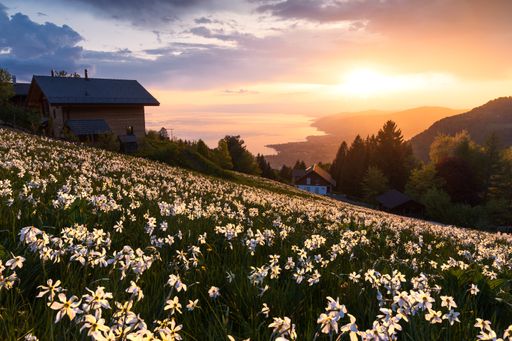 Landscape view of a beautiful sunset with clouds over a blooming mountainside field in Caux sur Montreux, Switzerland