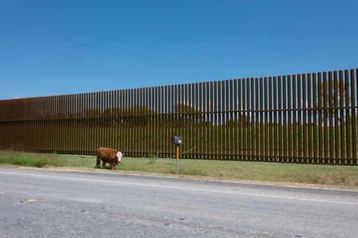 A tied cow to the US wall at the border with Mexico