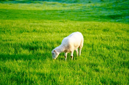 A white sheep grazing in lush green field near Bud, Norway village.