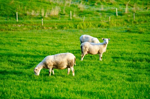 Sheep grazing in lush green field near Bud, Norway village