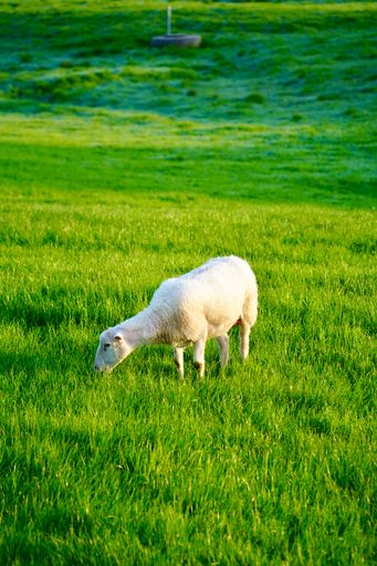 A white sheep grazing in lush green field near Bud, Norway village.