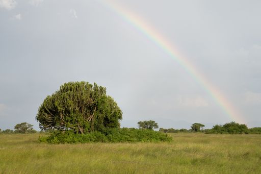 A landscape of the Queen Elizabeth National Park covered in greenery in Uganda