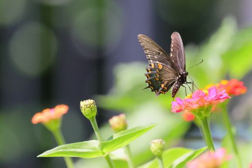 A closeup shot of a black swallowtail (Papilio polyxenes) on a pink flower in the park