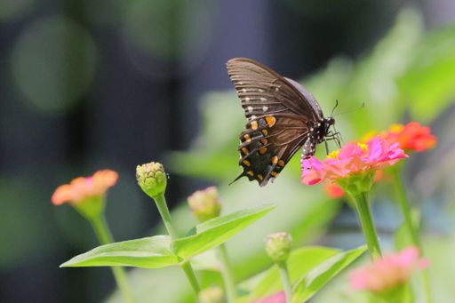 A closeup shot of a black swallowtail (Papilio polyxenes) on a pink flower
