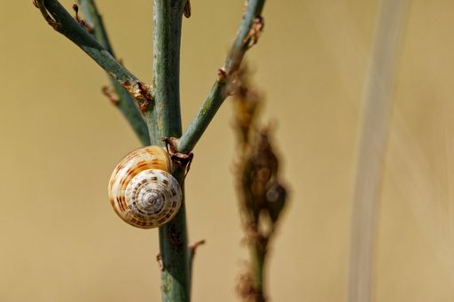 A closeup of a snail on a stem