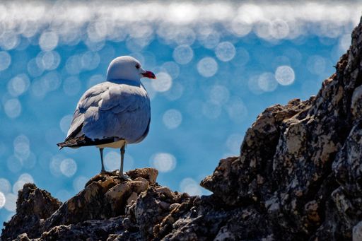 A seagull perched on mountain rocks gazes at the sea