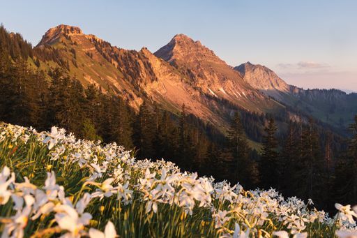 Beautiful spring landscape view of a field of bloomed narcissusses at golden hour with a soft warm light on the mountains