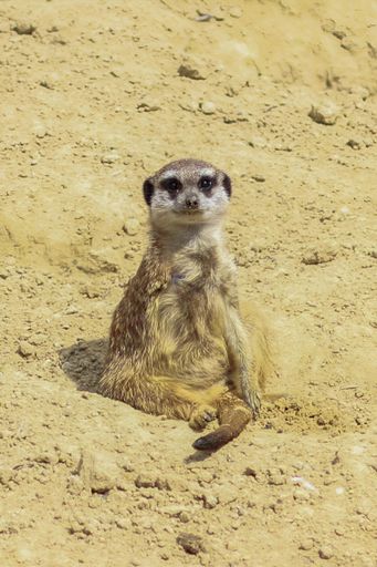 A meerkat stands on hind legs in sandy setting